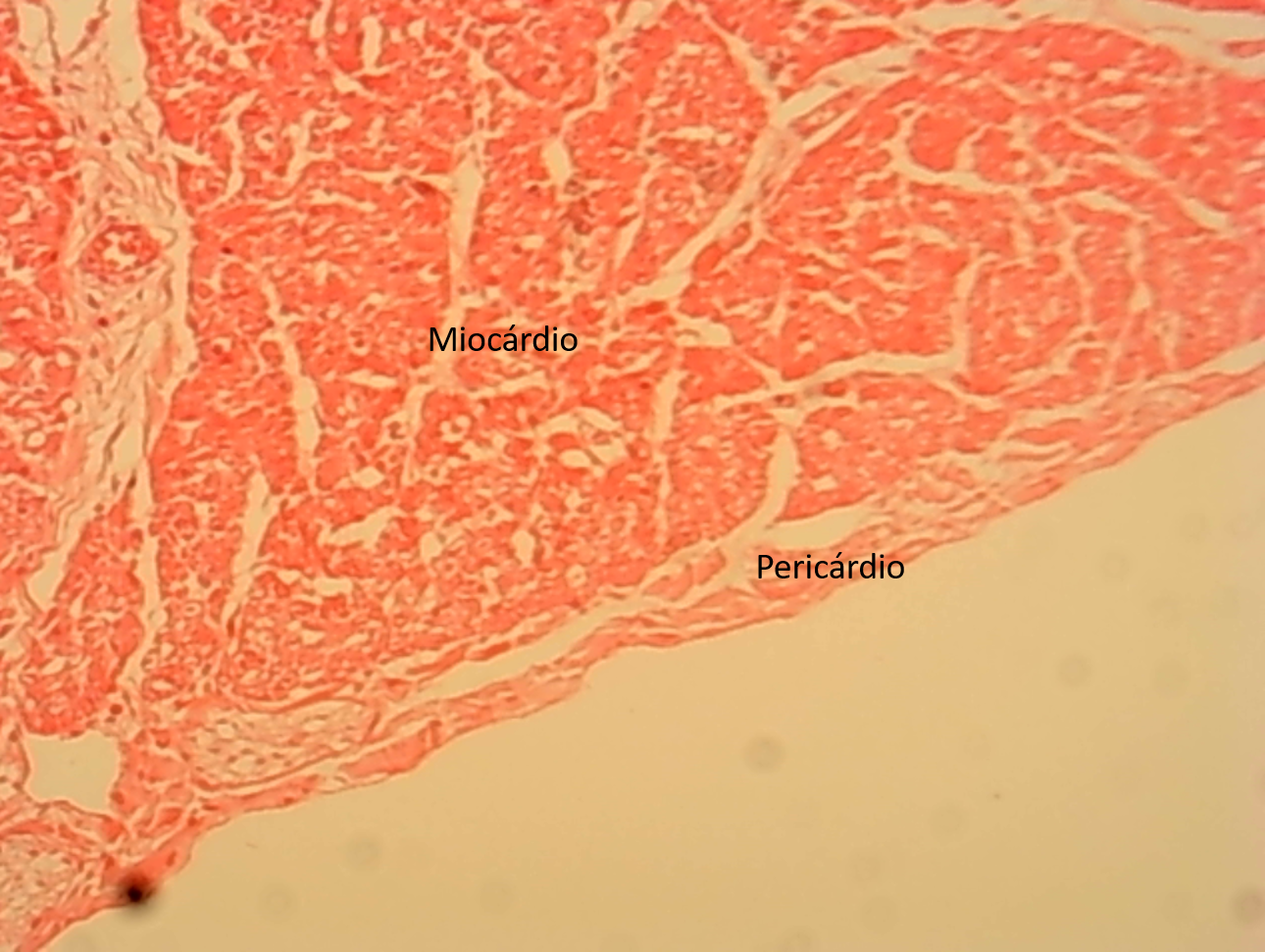 Sistema Cardiovascular, Respiratório e Renal